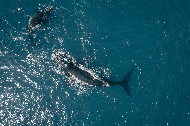 Whale Watching, Wine tasting and Penguin colony visit Guided tour - Photo 1 of 13